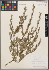 Salix bebbiana Sarg.